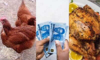 Will 2024 Christmas Celebrations Be Postponed? The Shocking Price of 30k Per Live Chicken Says Yes!